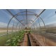 Greenhouse "Dachnaya-Dvushka"